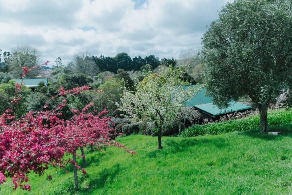 Vineyard cottages blossoms