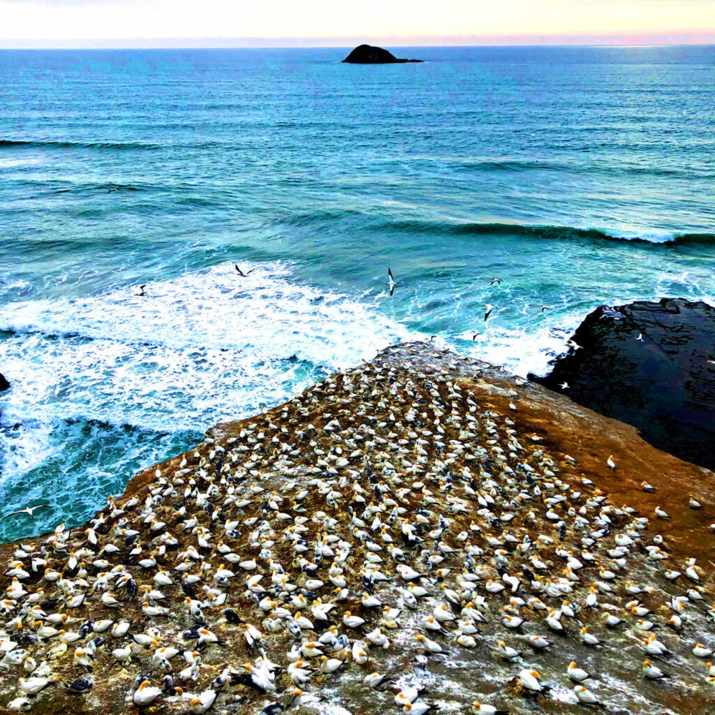 Muriwai gannet colony