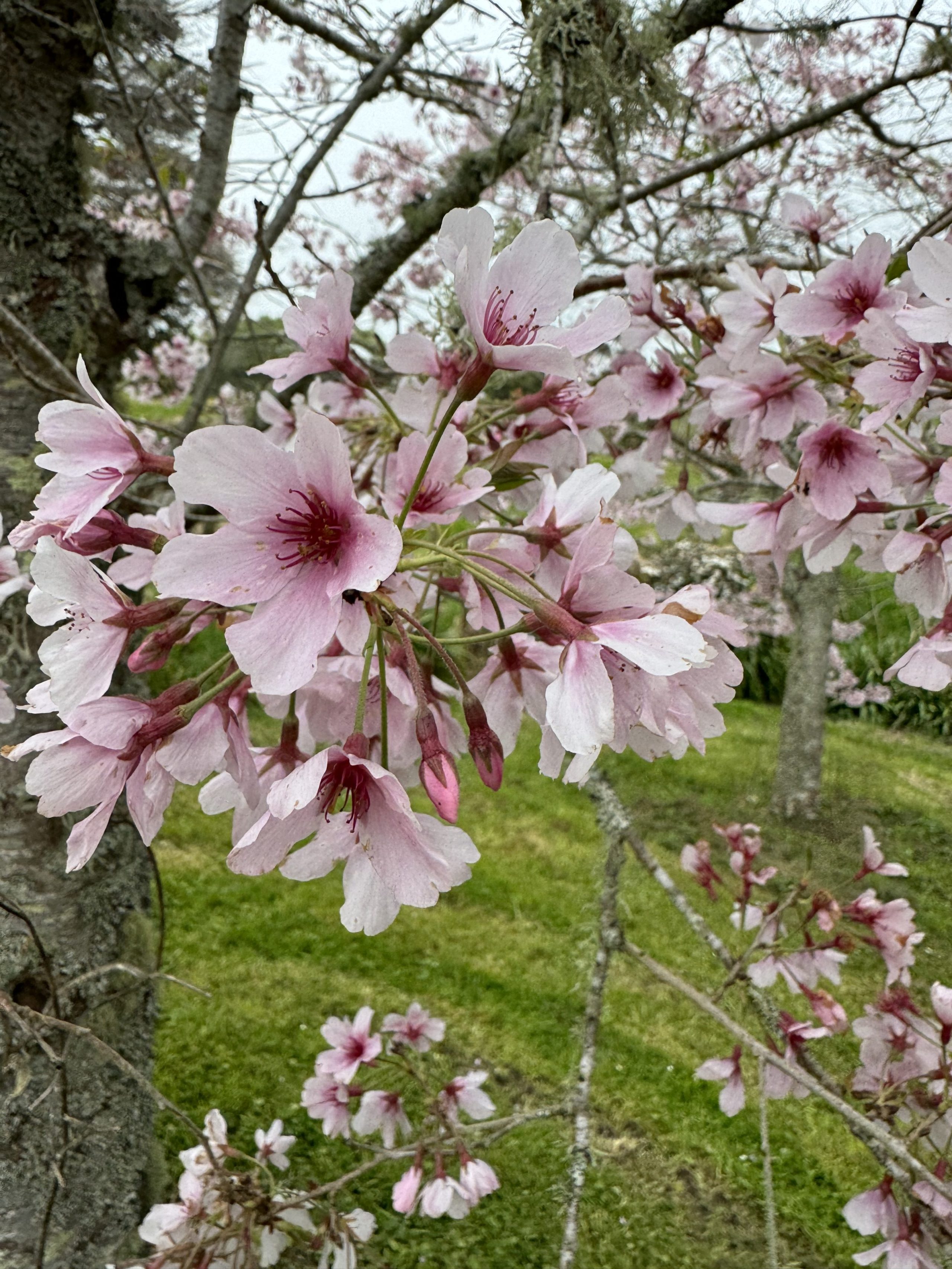 VC Blossoms